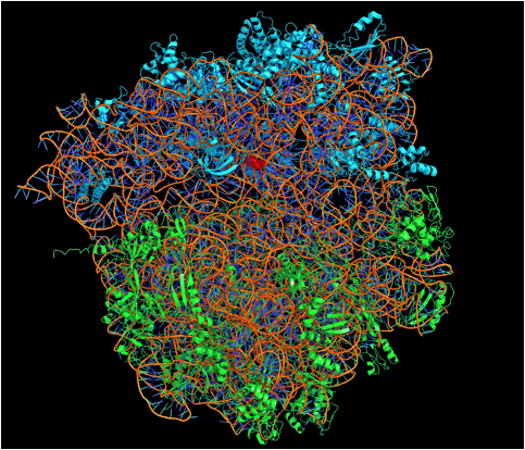 La struttura atomica di un ribosoma batterico con un antibiotico legato