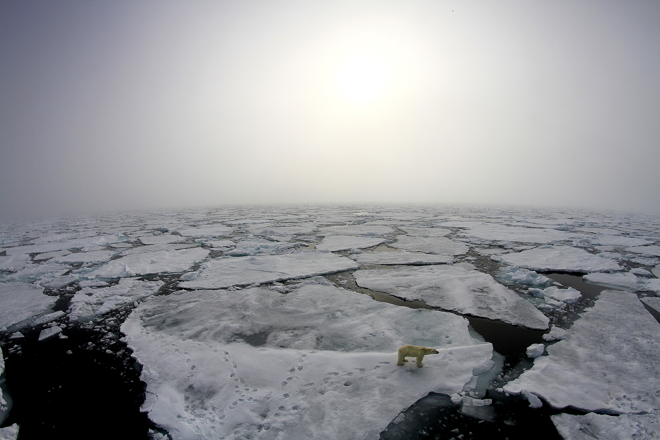 Un orso polare sulla superficie ghiacciata fratturata vicino alla nave della spedizione Norwegian Young Sea ICE. Credit: Marcos Porcires/Norwegian Polar Institute.