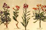 botanica botanica