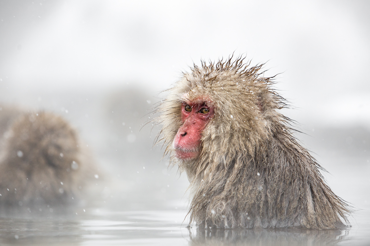Esemplare di macaco giapponese. Credit: Massimo Battista. 