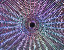 Diatom Arachnoidiscus Diatom Arachnoidiscus