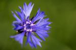 evoluzione fiori