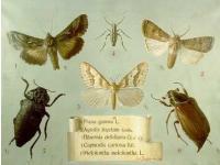 Melolonta Melolonta
