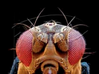 Drosophila Drosophila