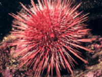 Un organismo modello: il riccio di mare Un organismo modello: il riccio di mare