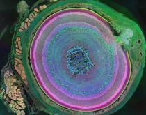 Metabolimic Eye by Brian William Jones Metabolimic Eye by Brian William Jones