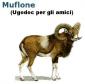 ritratto di Muflone