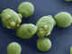 Saccharomyces cerevisiae Saccharomyces cerevisiae