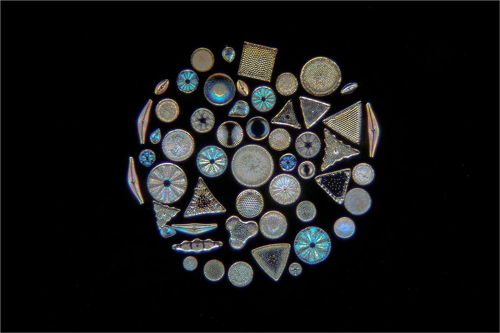 Plancton Fragile Sentinella Del Pianeta Scienza In Rete