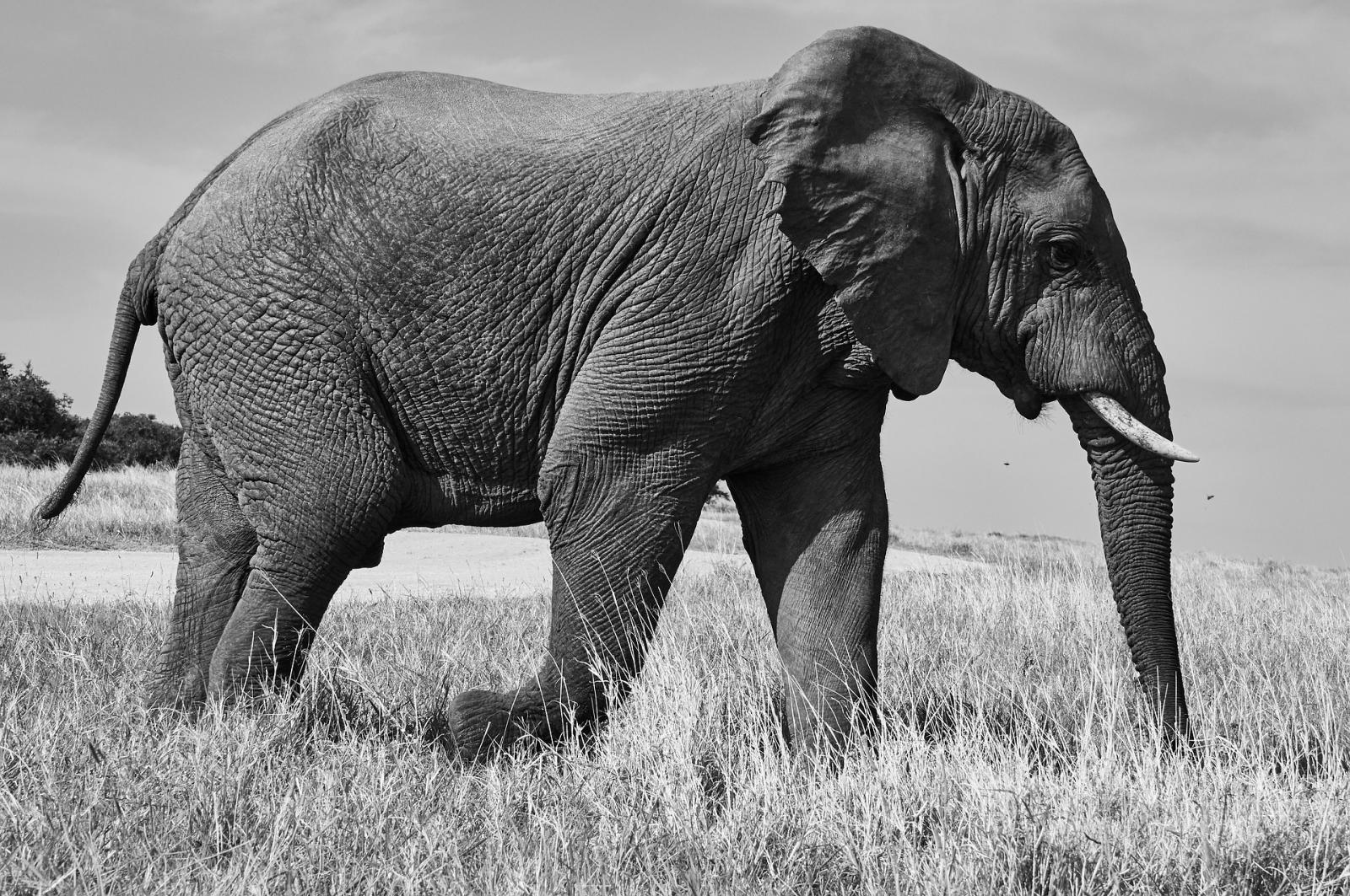 La Misteriosa Moria Di Elefanti In Africa Scienza In Rete