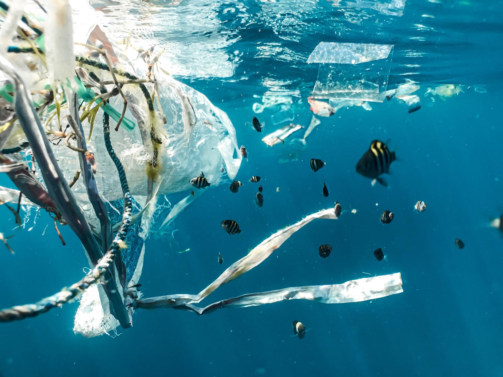 la vita sulle isole di plastica Scienza in rete la vita sulle isole di plastica Scienza in rete