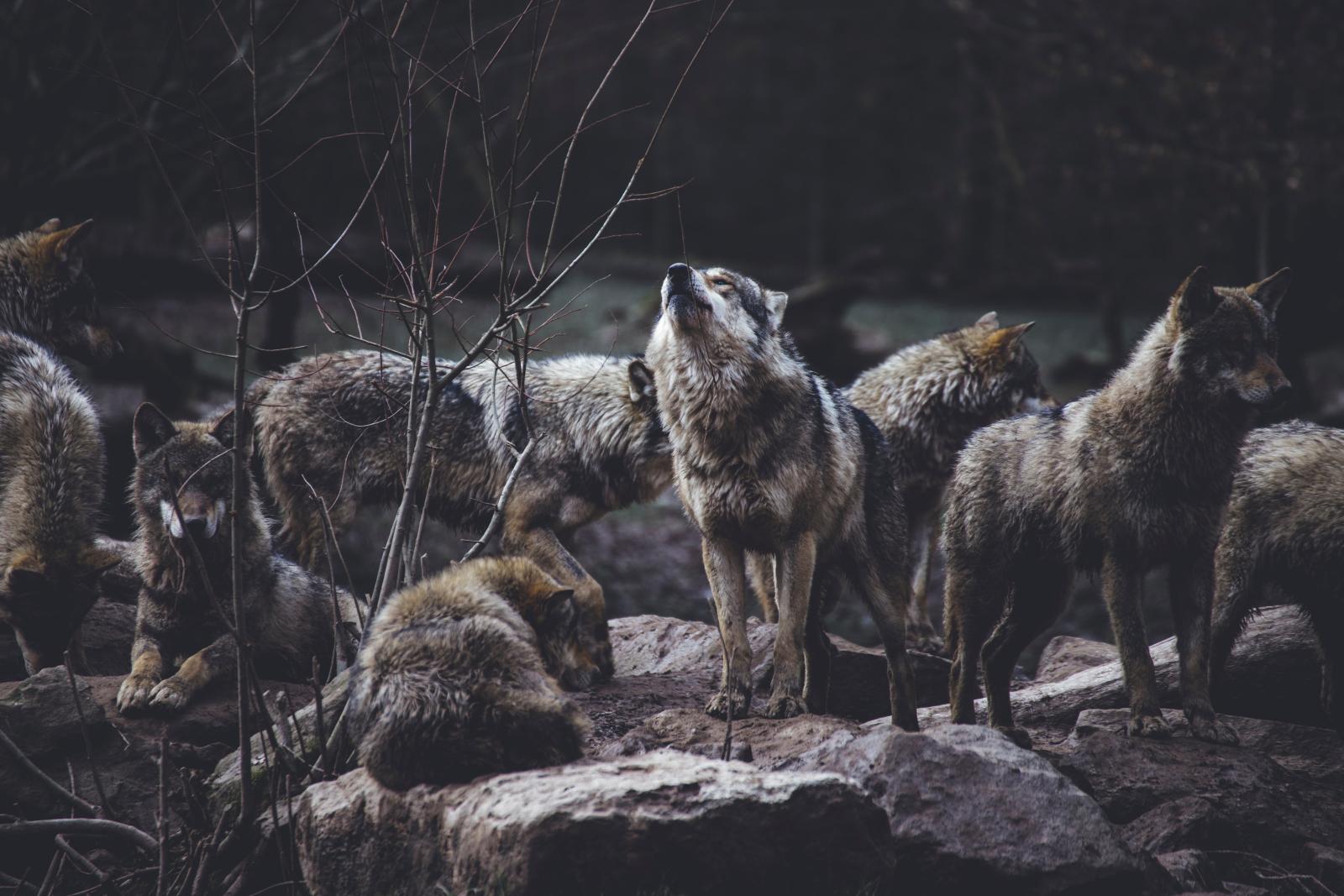 Quattordici lupi, un libro per raccontare il rewilding di Yellowstone
