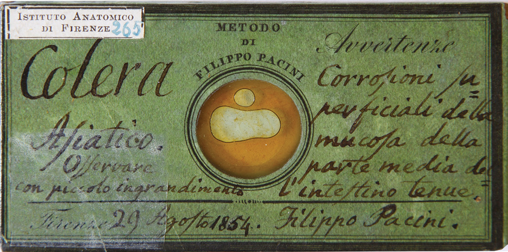 Preparato per microscopio di Filippo Pacini contenente il vibrio cholerae.