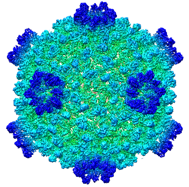 cypovirus  virus della poliedrosi citoplasmatica, isolati solo dagli insetti 