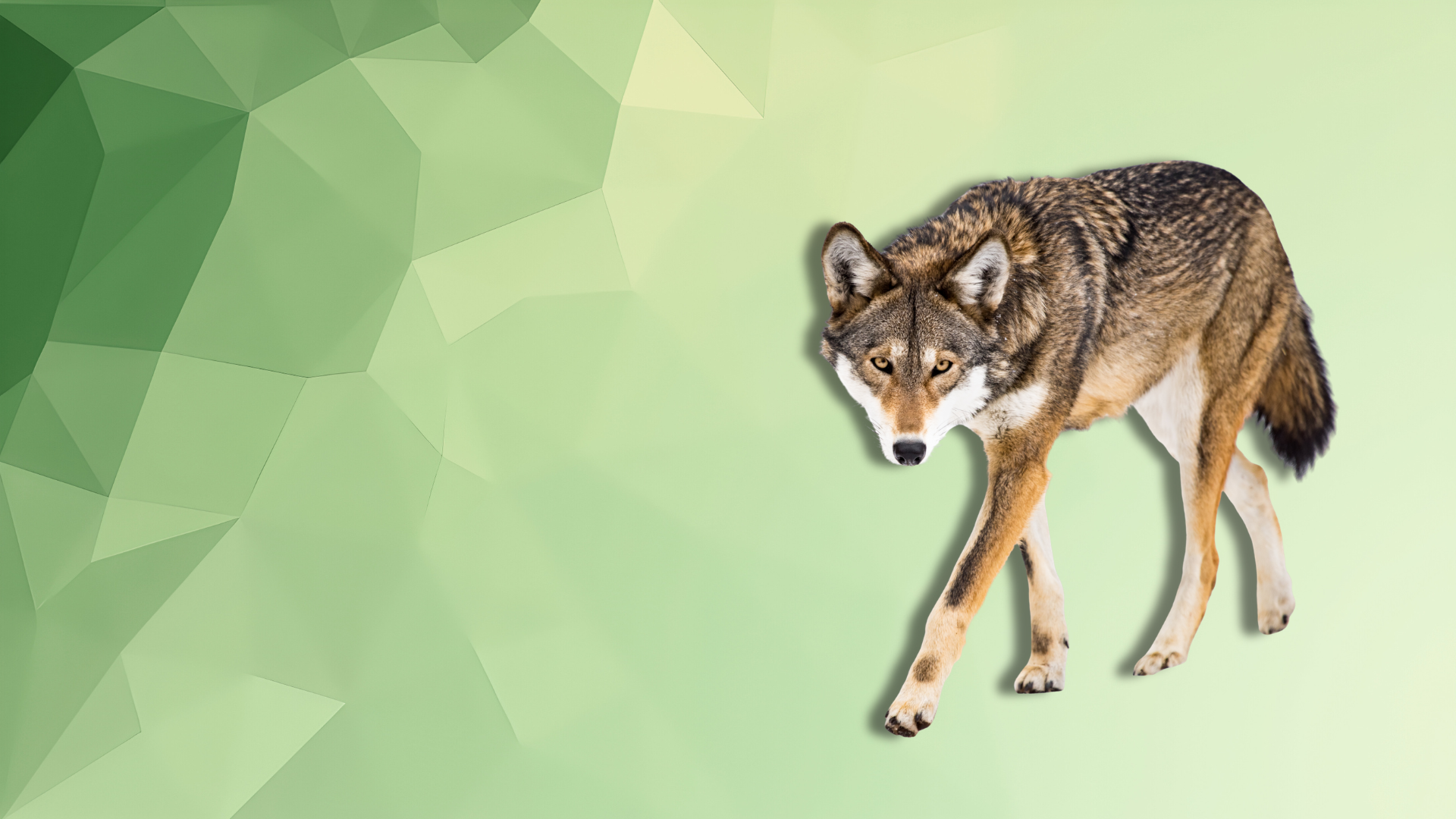 lupo su sfondo geometrico