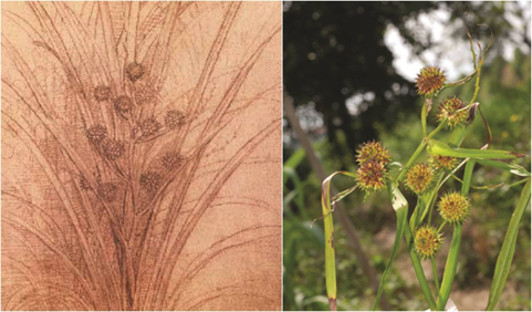 Raffronto tra disegno di Leonardo e fiore in natura