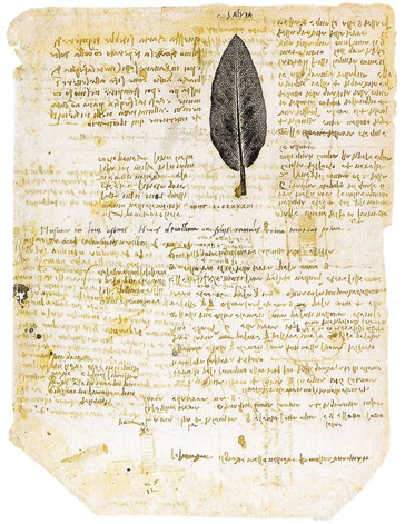 Salvia Codice atlantico Leonardo da Vinci