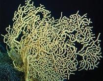 Coralli millenari