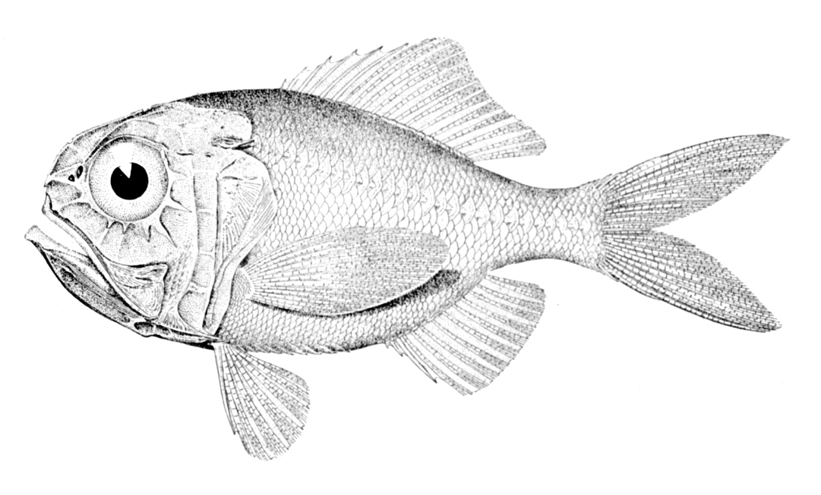 Hoplostethus mediterraneus mediterraneus