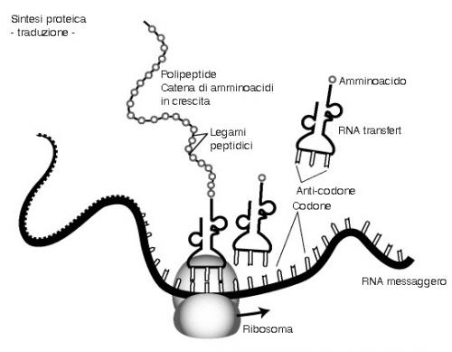 sintesi proteica