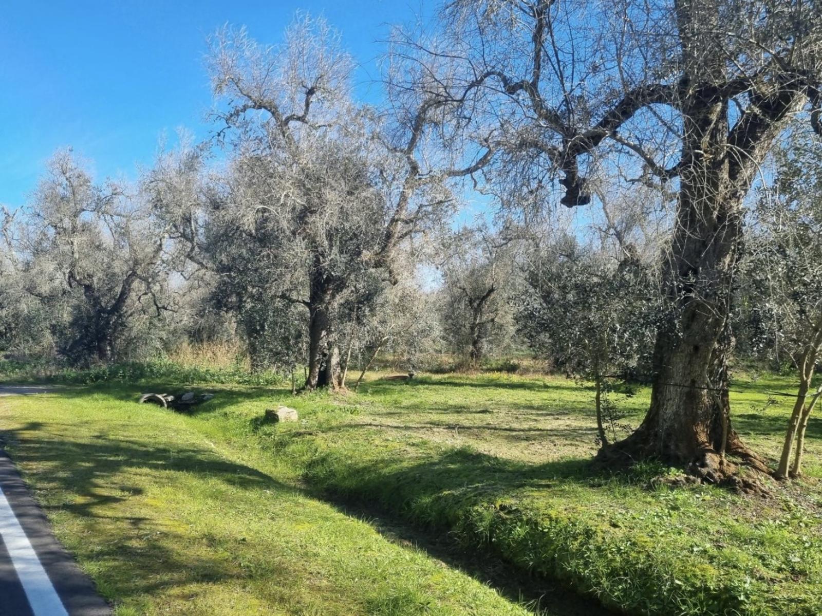 Olivi attaccati dalla Xylella