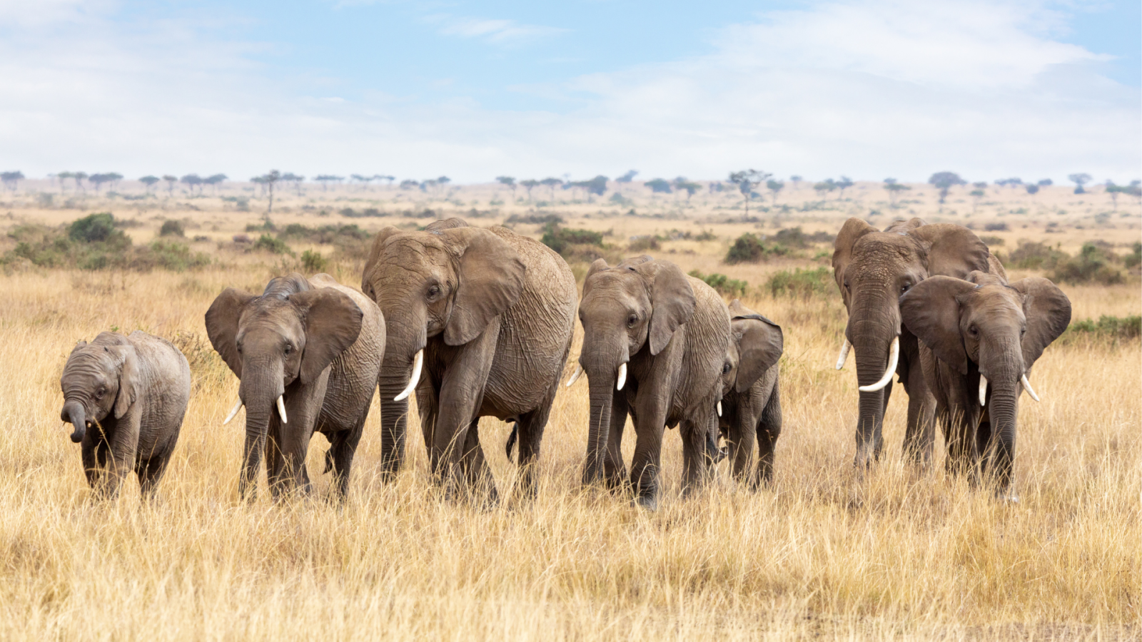 elefanti nella savana