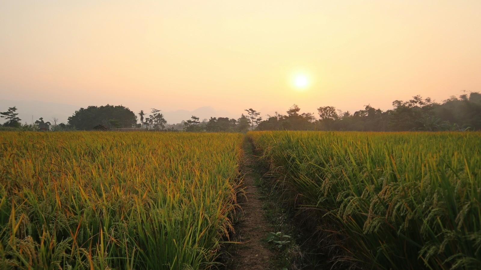 Campo coltivato di cereali al tramonto
