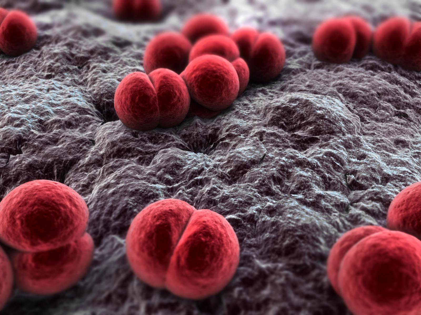 Stock Photo - close up of meningococcus bacteria