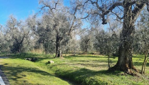 Olivi attaccati dalla Xylella