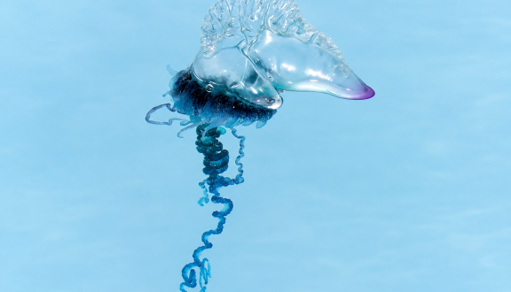 Immagine di una caravella portoghese (Physalia physalis) su fondo azzurro