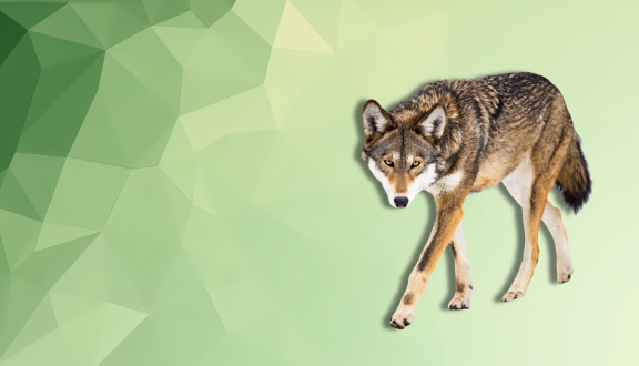 lupo su sfondo geometrico