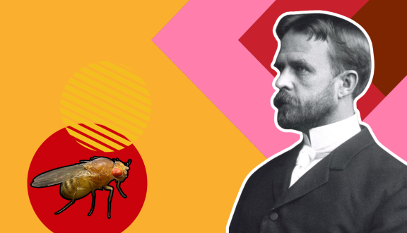 elaborazione grafica con foto di Thomas Morgan e Drosophila
