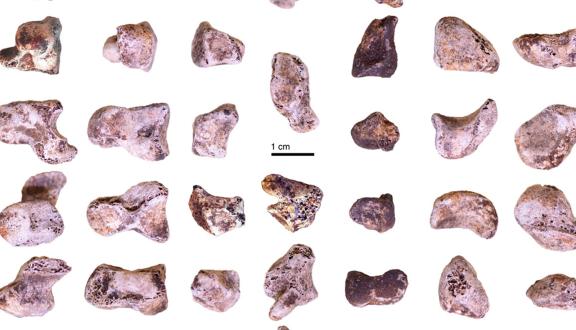 Frammenti delle ossa della mano di Homo naledi