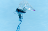 Immagine di una caravella portoghese (Physalia physalis) su fondo azzurro