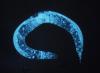 nematode