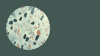Mycobacterium leprae