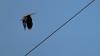 Un uccello vola accanto a un cavo elettrico