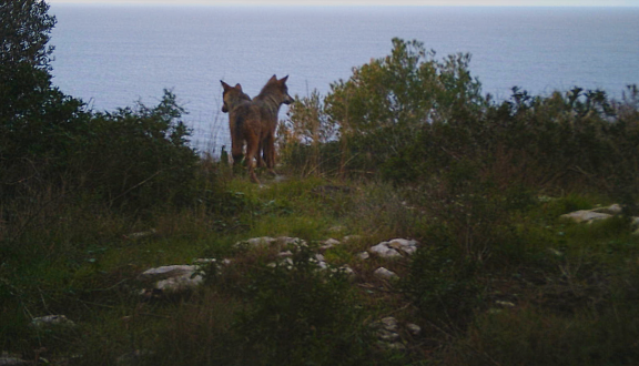 frame del fototrappolaggio con due lupi affacciati sul mare in salento