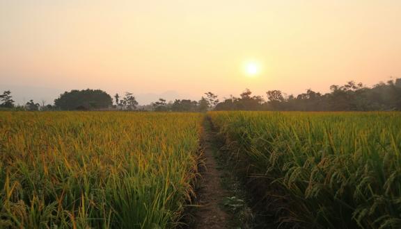 Campo coltivato di cereali al tramonto