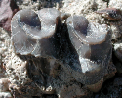denti fossili