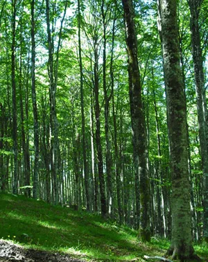 foresta