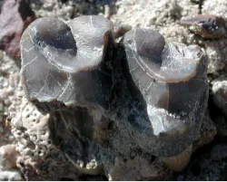 denti fossili denti fossili
