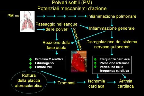 polveri sottili e cuore meccanismo patogenetico delle polveri sottili
