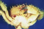 Pilumnus inermis Pilumnus inermis