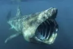 Myliobatis aquila Myliobatis aquila