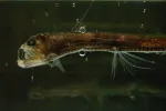 Chauliodus sloani Chauliodus sloani