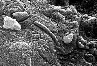 Immagine interna del meteorite Allan Hills 84001 Immagine interna del meteorite Allan Hills 84001