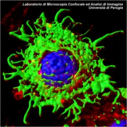 Cellule cappellute