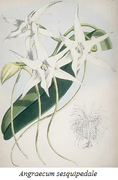 angraecum sesquipedale angraecum sesquipedale