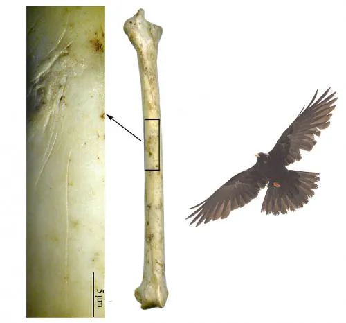 Figura 1: Ulna di Gracchio alpino con incisioni prodotte da uno strumento litico durante il distacco delle penne remiganti